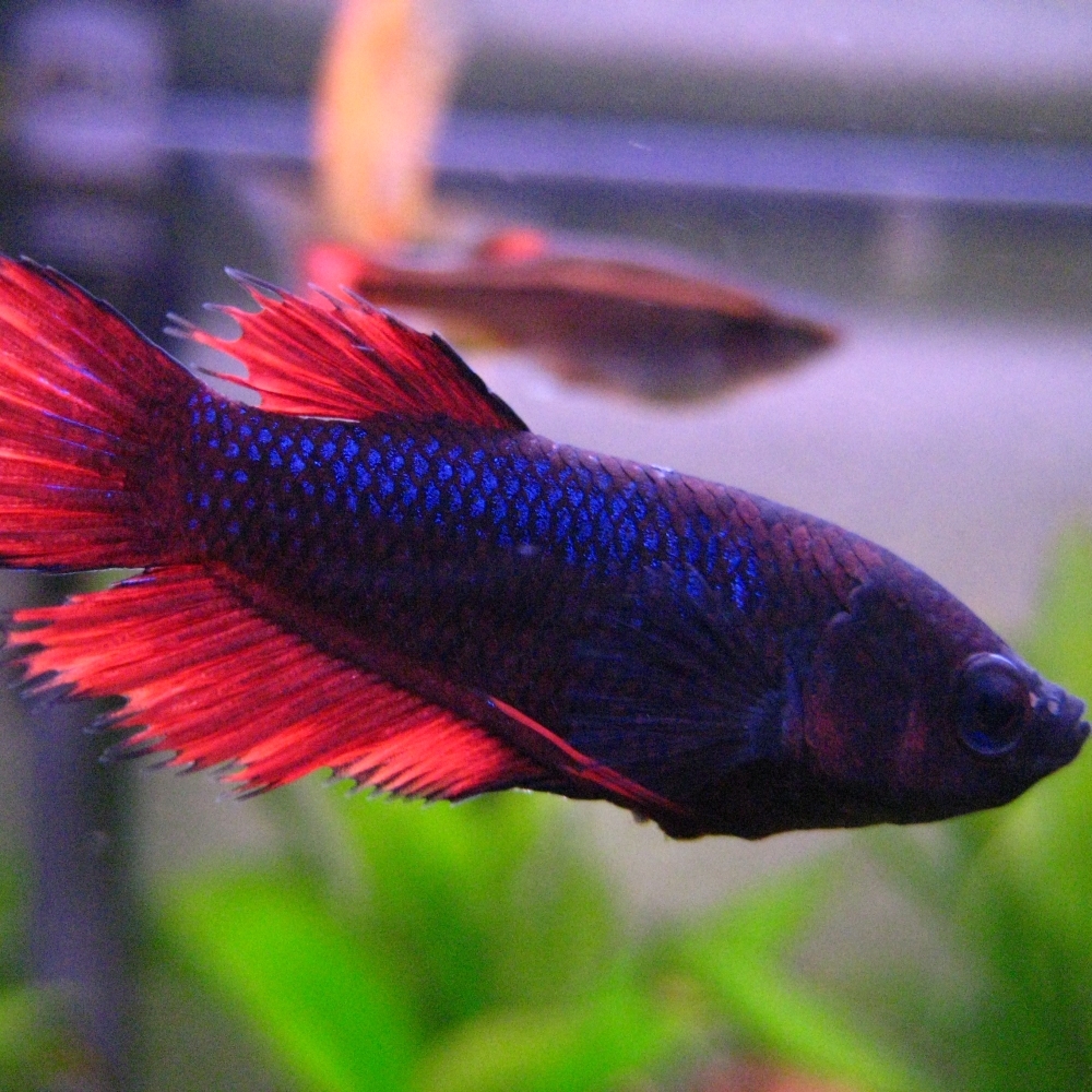 Betta splendens betta splendens aquadec.ro